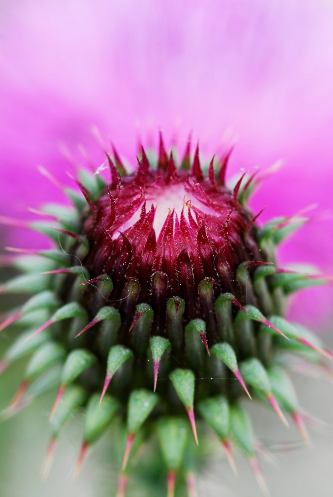 Defensa  rosa