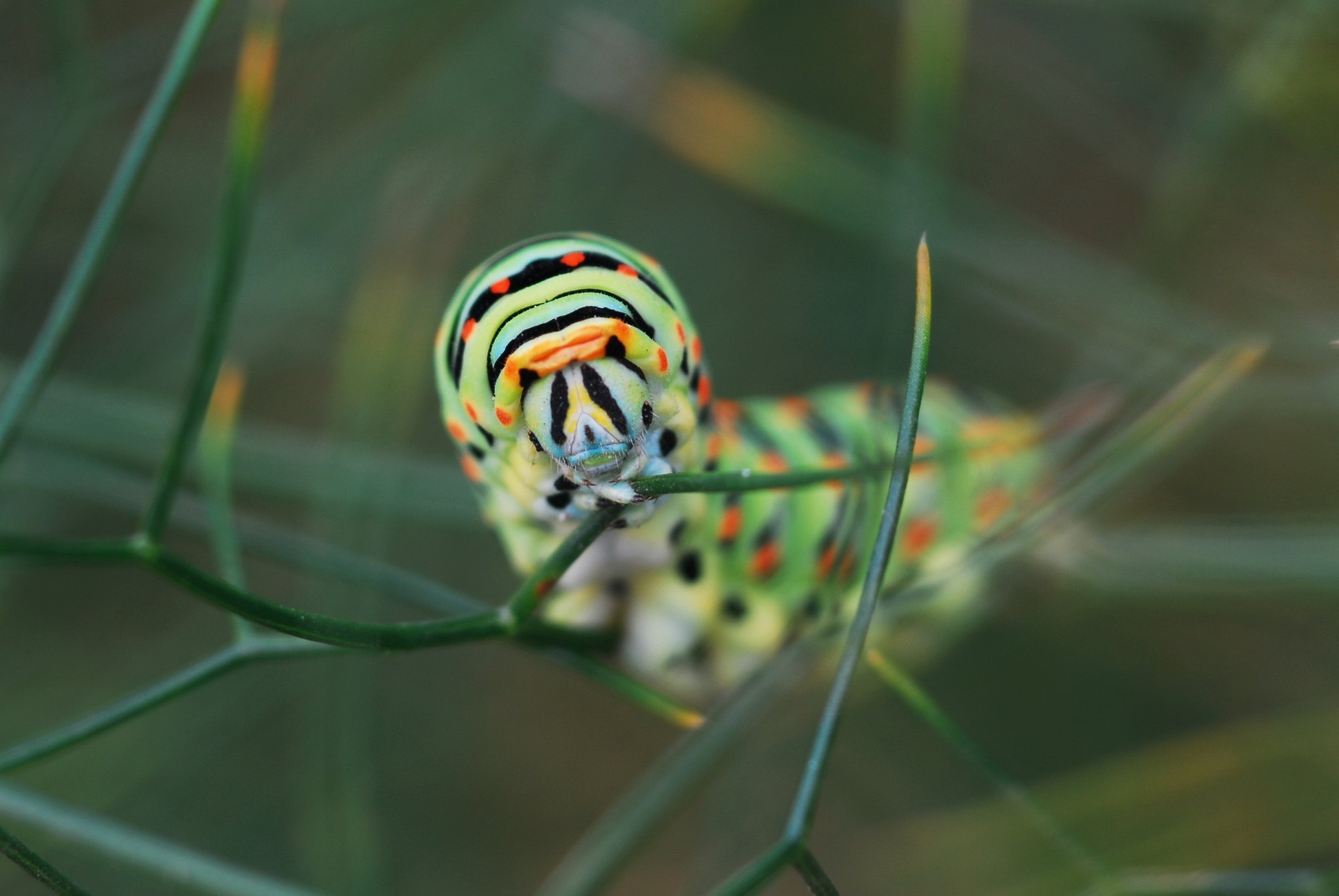 Detalls de Natura