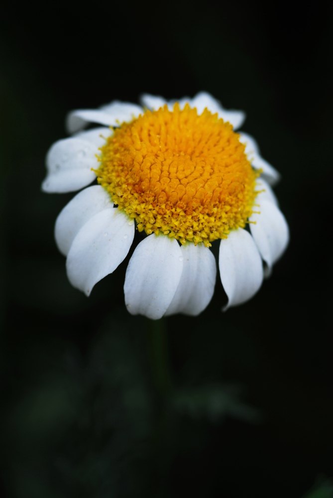 Un petit sol