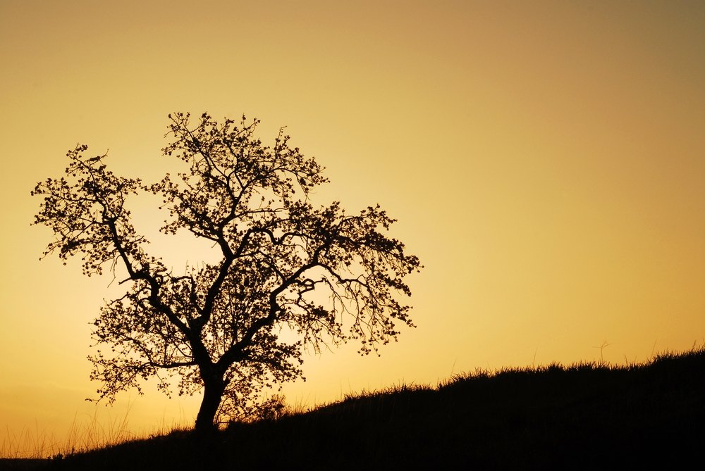 A l'alba