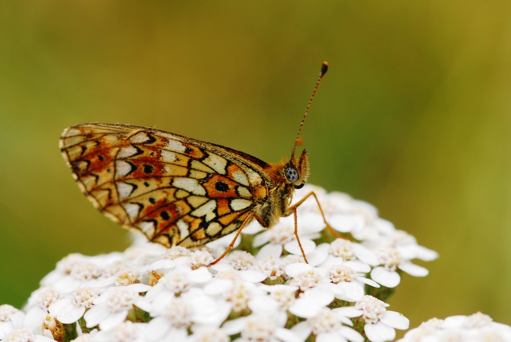 Gaudiniana