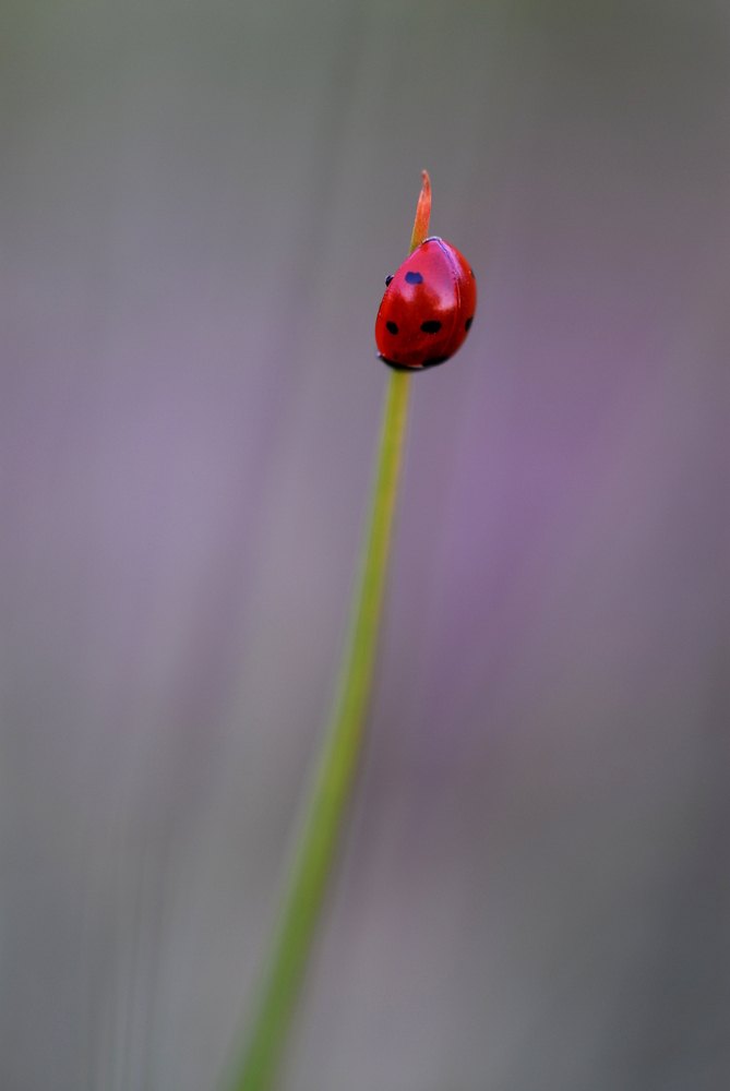 Insectes